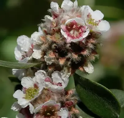 fragonia virag.webp